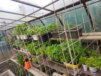 Predaj priesady/sadenice/planty paradajka, paprika, uhorka - 2