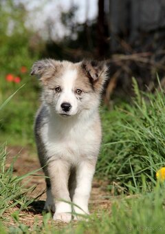 Border kólia,border collie,borderka bez PP - 2