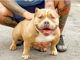American Bully pocket Darujem - 2