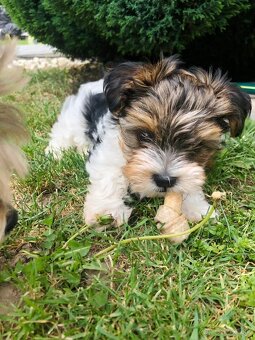 Predám Yorkshire Biwer Terrier - 2