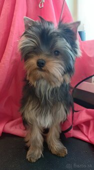 YORKSHIRE TERRIER s PP - 2