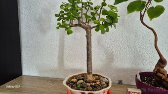 Sukulentné bosaje - 2