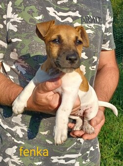 Jack russel terier šteniatka - 2