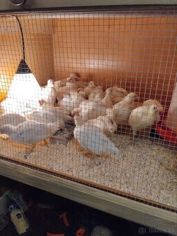 Leghorn kohút - 2