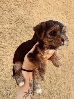 Yorkshire terrier - 2