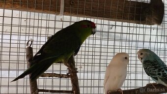 Predám/vymením kakariky čč, 2ks 2025, zelené - 2