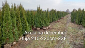 Tuja Smaragd, vavrínovec, červienka, gaštan - Žilina - 2