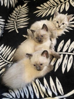 Siamské mačiatka - 2