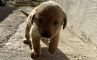 Darujem šteniatka – kríženci labradora a zlatého retrievera - 2