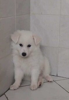 Německý špic střední - 2