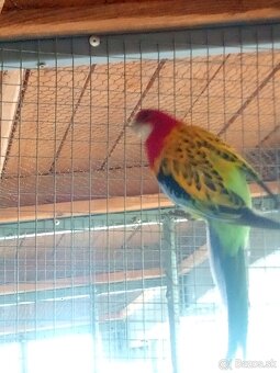 Rozela goldmantel štepák - 2