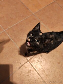 Darujem mačiatka - 2