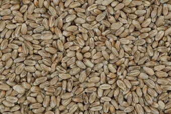 Predám kukuricu a pšenicu - 2