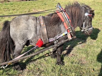 Mini pony - 2