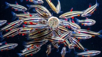 Drobnoústky - Nannostomus marginatus - 2