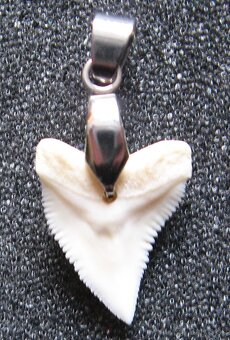 Zub - Žralok bělavý Přívěsek - 2