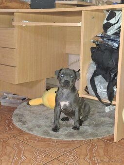 Predám šteniatko - 2