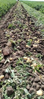 Predam  nove domace zemiaky, pšenicu, jačmeň. - 2