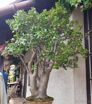 46 ročný bonsai - 2