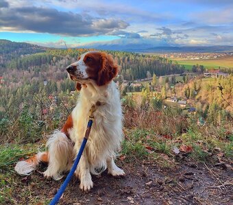 Prijímame rezervácie – Welsh Springer Španiel - 2