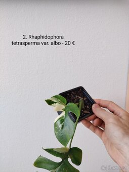 Rhaphidophora tetrasperma var. albo - 2