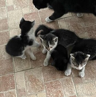 Darujeme krásne mačiatka do dobrých rúk 🐾 - 2