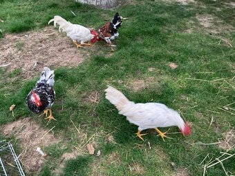 Predám kohútov Švédska kvetina a Leghorn 19 tyždňov - 2