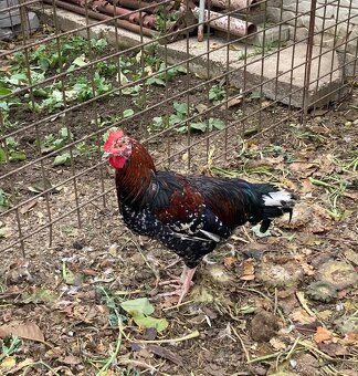 Predám kohútov Švédska kvetina a Leghorn 6 mesiacov - 2