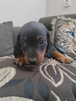 Trpaslíči jazvečík - 2