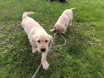 Šteniatka zlatý retriever - 2