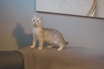 Britska Silver mačička - 2