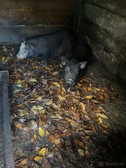 Predam vietnamske prasiatka - 2