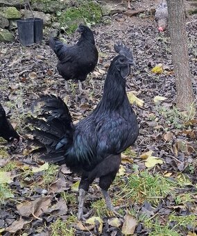 Ayam cemani - 2