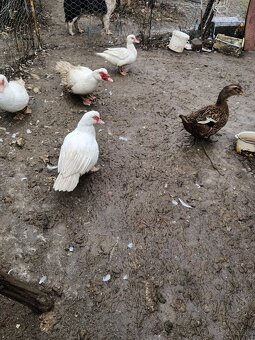 Predaj kačice činske - 2