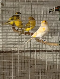 Predám kanariky - 2
