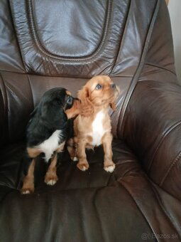 Cavalier charles king španiel - 2