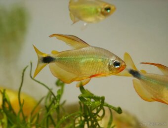 Novinka-rarita - tetra Hyphessobrycon procyon - 2