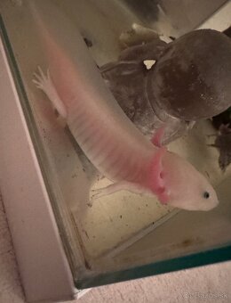 Axolotl na predaj - 2