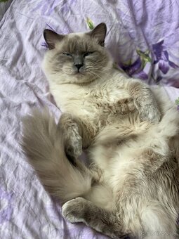 Ragdoll na krytie - 2