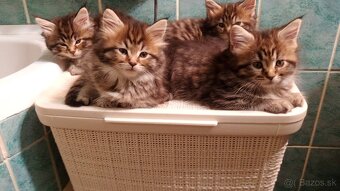 Maine Coon, Mainská Mývalia mačiatka - 2