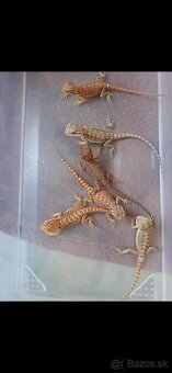 Agama bradata - 2