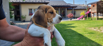 Beagle tricolor - 2