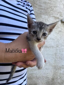 Darujem mačiatka - 2