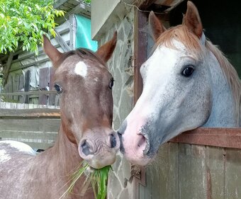 Appaloosa valach 2023 Keksik - 2