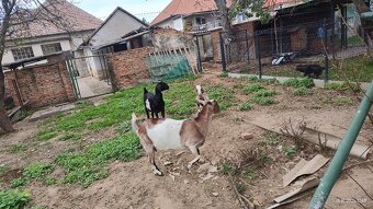 Predám Anglonubijske kozy + capko - 2