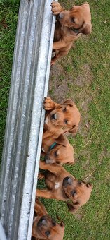 Rhodesian ridgeback - 2