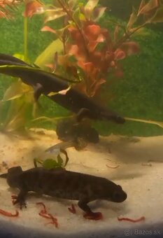 Predám dvoch mlokov afrických +gupky+ akvárium - 2