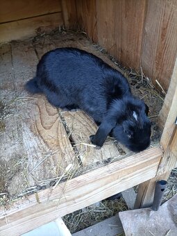 Zákrsly barancek - 2