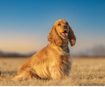 Anglický kokeršpániel - 2