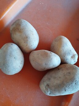 Sadbové zemiaky - 2